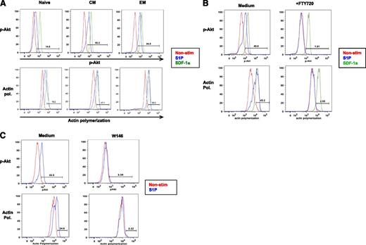 Figure 1. Monitoring S1P1 activity in human T-cells. S1P responses were measured by flow cytometric analysis in separated PB T-cells after 18 hours of incubation in serum-free medium. (A) PB T-cell subpopulations: naïve (CD45RA+, CD27+), central memory (CM) (CD45RA−, CD27+), effector memory (EM) (CD45RA−CD27−) cells identified after permeabilization with a PE-labeled phospho-Akt monoclonal antibody or fluorescein isothiocyanate-labeled phalloidin to detect actin polymerization. Responses to SDF-1a were assessed as a positive control. (B) PB T-cells were pre-treated with 250 nM FTY720 prior to assessment of S1P-induced actin polymerization and S1P-induced Akt phosphorylation. This experiment is representative of 3. (C) PB T-cells were pre-treated with 10 uM W146 for 1 hour prior to measurement of S1P-induced Akt phosphorylation and actin polymerization. This experiment is representative of 2. Actin pol., actin polymerization.