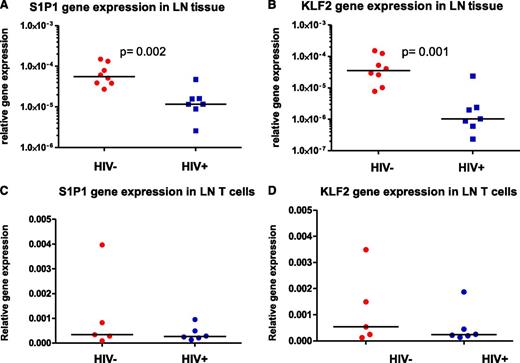 Figure 5. Diminished levels of S1P1 and KLF2 RNAs in HIV-1 + LNs. (A) S1P1 and (B) KLF2 gene expression in LN tissues was assessed by real-time PCR and normalized to levels of 18S rRNA. (C) S1P1 and (D) KLF2 gene expression in purified T cells was assessed by real-time PCR and normalized to levels of 18S rRNA.