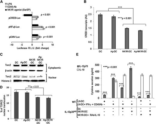 Figure 4. NK1R-DCs downregulate CREB1/TORC2 nuclear translocation resulting in decreased IL-10 and increased IL-12p70 secretion by LN-DCs. (A) Expression of luciferase (relative luminic units) by BMDCs transfected with plasmid DNA encoding the reporter protein under the transcriptional control of CREB1-, NFκB-binding enhancer elements, or the CMV promoter. BMDCs were left untreated (control) or cultured with the NK1R agonist SarSP, LPS, or agonist CD40 Ab. (B) Expression of CREB transcripts analyzed by quantitative RT-PCR in untreated-DCs, NK1R-DCs, Ag-DCs, and Ag-NK1R-DCs. Means ± 1 SD of triplicates of 1 representative experiment of 2 are illustrated. (C-D) Negative regulation of TORC2 translocation in BMDCs nuclei by NK1R signaling. (C) Western blot analysis of TORC2 content in cytoplasmic and nuclear protein lysates prepared from untreated-DCs, NK1R-DCs, Ag-DCs, and Ag-NK1R-DCs, resolved by SDS-PAGE, and probed for TORC2. (D) Percentages TORC2 translocation based on normalized density values of 3 independent experiments. (E) Secretion of IL-12p70 and IL-10 (by ELISA) in 24-hour supernatants of cocultures of (1) IL-12p35KO BMDCs, left untreated (DC), NK1R-DCs, the latter transduced or not with RAd–IL-10, and (2) DCs freshly-isolated from LNs (LN-DC) stimulated or not (control) with IFN-γ and agonist CD40 Ab. (A-E) Means ± 1 SD of triplicates from 1 representative experiment of 3 are shown.