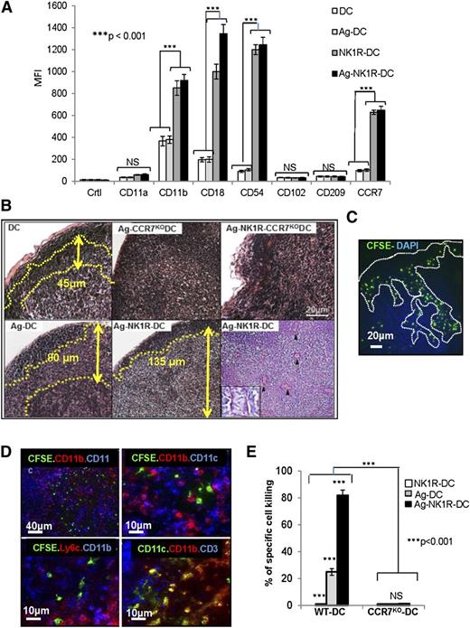 Figure 5. NK1R-signaled BMDCs are required to home in sDLNs to promote type 1 immunity. (A) Flow cytometric analysis of the expression of homotypic adhesion molecules and the chemokine receptor CCR7 by untreated-DCs, NK1R-DCs, Ag-DCs, and Ag-NK1R-DCs. Mean ± 1 SD of MFI of 3 independent experiments are illustrated. (B) Microscopic analysis (H&E, PAS) of sDLN, 24 hours after subcutaneous immunization with WT or CCR7KO BMDCs untreated (DC), NK1R-DCs, or Ag-NK1R-DCs. Paracortical areas (dotted lines) are defined by the presence of PAS+ high endothelial veins (arrowheads, inset). H&E and PAS, ×200. Inset, ×500. (C) Identification by fluorescence microscopy of CFSE+ NK1R-DCs 24 hours after subcutaneous injection and homed in the subcapsular and paracortical areas of sDLN (dotted lines). Nuclei were stained blue with DAPI, ×200. (D) Colocalization of CFSE+ Ag-NK1R-DCs (injected subcutaneously, 24 hours prior), and endogenous CD11c+CD11b+, CD11c+CD11b−, and CD11c+Ly6C+ DCs in sDLNs (top and bottom left panels) and CD3+ T cells (bottom right panel). Fluorescence microscopy, ×100 and ×200. (E) Comparative analysis of CTL function in WT mice skin-vaccinated with WT or CCR7KO, NK1R-DCs, Ag-DCs, or Ag-NK1R-DCs. The Ag-specific CTL activity was measured 7 days after immunization by in vivo killing assays. Means ± 1 SD from 5 mice per group are shown. CFSE, carboxyfluorescein diacetate succinimidyl ester; DAPI, 4,6 diamidino-2-phenylindole.