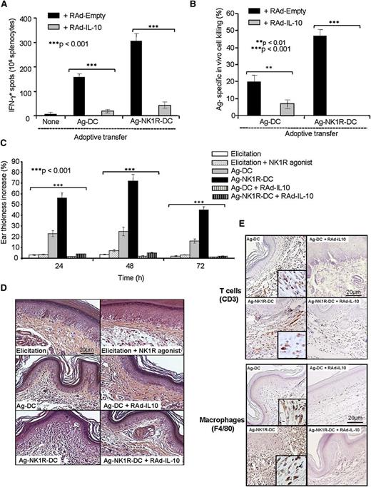 Figure 7. The ability of NK1R-signaled BMDCs to elicit robust type 1 immunity is abrogated by transgenic IL-10 secretion. (A) Quantification of splenic IFN-γ–secreting CD4 T cells (ELISPOT) in mouse immunized subcutaneously with Ag-DCs or Ag-NK1R-DC, transduced with RAd–IL-10 or with control RAd-Empty. Means ± 1 SD of 3 independent experiments are shown. (B) Ag-specific CTL function (in vivo killing assay), analyzed 7 days after subcutaneous immunization with Ag-DCs or Ag-NK1R-DCs, transfected with RAd–IL-10 or control RAd-Empty. Means ± 1 SD from 5 mice per group are shown. (C) Percentage of ear thickness increase (DTH assay) assessed in mice sensitized with 1 dose of Ag-DCs or Ag-NK1R-DCs, transduced or not with RAd–IL-10. Mean ± 1 SD from 5 mice per group are shown. (D) Histologic analysis of the leukocyte infiltration in the ear skin from the area of DTH elicitation. H&E, ×200. (E) Detection of the T-cell and macrophage infiltrates in the ear skin from the area of DTH elicitation. Peroxidase, ×200. Insets, ×500.
