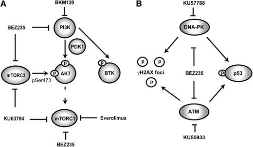 Figure 1. Schematic representation of PI3K-related signaling and associated inhibitors. (A) ATP-competitive dual PI3K/mTOR inhibitors such as BEZ235 antagonize PI3K and both mTOR complexes. Rapamycin analogs such as Everolimus cause allosteric hindrance of mTORC1 without direct inhibitory effects on other PI3K-related kinases. KU63794 is an ATP-competitive mTORC1/2 inhibitor; BKM120 is an ATP-competitive PI3K inhibitor. (B) Because of close structural homology between PI3K/mTOR and the PI3K-related DNA damage response kinases (ATM/ATR and DNA-PK), BEZ235 can antagonize the DNA damage response. KU57788 and KU55933 are selective ATP-competitive antagonists of DNA-PK and ATM, respectively. Phosphorylation of p53 (at Ser15) and γH2AX is the composite end point of the activity of ATM/ATR and DNA-PK.