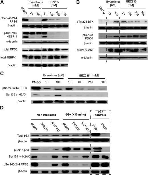 Figure 4. BEZ235-induced apoptosis is associated with suppression of mTORC1 and DDR-regulated substrates, but not inhibition of PI3K/mTORC2. (A) Eμ-Myc (#4242) lymphoma cells were treated with Everolimus, BEZ235 or vehicle (DMSO) at the concentrations indicated for 1 hour prior to harvesting and preparation of protein lysates. Protein was then separated by sodium dodecyl sulfate polyacrylamide gel electrophoresis (SDS-PAGE) prior to immunoblotting with phospho-specific antibodies for mTORC1-regulated substrates as indicated. Total protein and actin or tubulin loading controls are provided for each blot. (B) Lysates from the same treatment conditions were blotted for mTORC2- (phospho-Ser473 AKT) and PI3K- (phospho-Ser241 PDK-1 and Tyr223 BTK) regulated targets as indicated. (C) Eμ-Myc (#4242) lymphoma cells were treated with Everolimus, BEZ235, or vehicle (DMSO) at the concentrations indicated for 1 hour prior to harvesting and preparation of protein lysates, separation by SDS-PAGE, and immunoblotting for phospho-RPS6, γH2AX, and β-actin as indicated. (D) Eμ-Myc #4242 MSCV/Bcl2 lymphoma, either nonirradiated or irradiated (6 Gy), prior to 30-minute treatment with BEZ235 (500 nM), KU55933 (4 μM), or vehicle (DMSO) was harvested, separated by SDS-PAGE, and immunoblotted for DDR-kinase and mTOR-regulated phosphorylation substrates as indicated. Control samples were obtained from nonirradiated p53 mutant (#106) and p53 null (#3239) lymphomas. Each western blot is representative of at least 3 independent experiments.