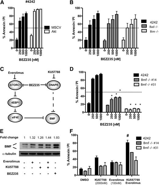 Figure 6. Combined DDR kinase and mTORC1 inhibition bypasses AKT to induce BMF-mediated apoptosis. (A) A representative Eμ-Myc lymphoma (#4242) was transduced with a constitutively active AKT expression vector (Akt) or empty vector control (MSCV) and treated with increasing concentrations of BEZ235 for 24 hours prior to flow cytometric analysis for annexin-V/PI staining. (B) Lymphomas derived on a Bad- or Bim-deficient background and a Bad/Bim wild-type control (#4242) were treated for 24 hours with BEZ235 prior to analysis for annexin-V/PI positivity. (C) Schematic representation of the proposed kinase activities mediating BMF upregulation. Dashed lines indicate putative indirect interactions. (D) Lymphomas derived on a Bmf-deficient background (#14 and #31) and a Bmf wild-type control (#4242) were treated for 24 hours with BEZ235 prior to analysis for annexin-V/PI positivity. *P < .05 comparing genotypes (Bmf+/+ vs Bmf−/−; 2-way ANOVA) (E) Eμ-Myc lymphoma (#4242 MSCV/Bcl2) was treated for 24 hours with vehicle (DMSO), Everolimus (100 nM), DNA-PK inhibitor (KU57788; 1 μM), or combined Everolimus/KU57788 or BEZ235 (250 nM) prior to harvesting and preparation of protein lysates and immunoblotting for BMF. The fold-induction of BMF expression (densitometry relative to DMSO control and normalized to tubulin) is indicated above. (F) Lymphomas derived on a Bmf-deficient background (#14 and #31) and a Bmf wild-type control (#4242) were treated for 24 hours with Everolimus, KU57788, or combined Everolimus/KU57788 prior to analysis for annexin-V/PI positivity. # Indicates greater-than-additive effect for drug combination (SQ > 1). All results are representative of at least 3 independent experiments; bar graphs indicate mean (± SEM).