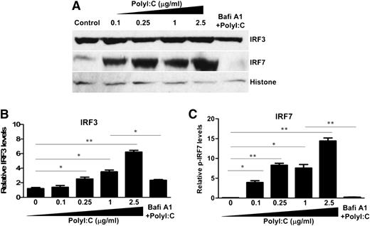 Figure 3. Effect of TLR3 activation on the nuclear translocation of IRF3 and IRF7. (A) hCMEC/D3 cells were pretreated with 100 nM Bafi A1 for 1 hour and then stimulated with the indicated concentrations of PolyI:C. Nuclear lysates were prepared, and expression of IRF3 and IRF7 was examined by immunoblot analysis. (B,C) Densitometry analysis of relative IRF3 and IRF7 levels compared with histone was performed by using ImageJ 1.44 software. The data are the average of at least 3 independent experiments and are expressed as mean ± SD. Asterisks indicate that the differences are statistically significant (*P < .05; **P < .01).
