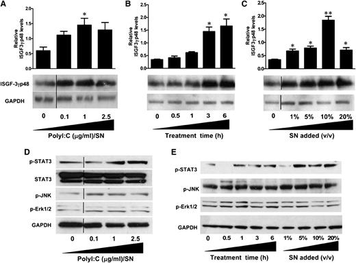 Figure 6. Effect of PolyI:C-stimulated hCMEC/D3 culture SN on the activation of ISGF3, STAT3, and MAPK in macrophages. (A) hCMEC/D3 cells were stimulated with 0.1, 1, and 2.5 µg/mL PolyI:C for 16 hours, then washed 3 times, and further incubated in fresh medium to 48 hours poststimulation. SN was collected to treat macrophages for 6 hours (10% v/v). (B) Macrophages were treated with 10% (v/v) of SN from 1 µg/mL PolyI:C-stimulated hCMEC/D3 culture for the indicated time periods. (C) Macrophages were treated with indicated percentage (v/v) of SN from 1 µg/mL PolyI:C-stimulated hCMEC/D3 culture for 6 hours. Protein was extracted and western blot was performed to examine the expression of ISGF-3γp48. Representative blots from 3 independent experiments ae shown. Densitometry analysis of the blot was performed by using ImageJ 1.44 software (National Institutes of Health) and plotted into graphs using data collected from triplicate experiments. Asterisks indicate that the differences between the SN-treated and control cells are statistically significant (*P < .05; **P < .01). (D) Macrophages were treated with 10% (v/v) of SN from indicated concentrations of PolyI:C stimulated hCMEC/D3 cultures for 6 hours. (E) Macrophages were treated with 10% (v/v) of SN from 1 μg/ml PolyI:C-stimulated hCMEC/D3 culture for indicated time points or with indicated percentage (v/v) of SN from 1 μg/ml PolyI:C stimulated hCMEC/D3 cutlure for 6 hours. Protein was extracted after treatment and western blot was performed to examine the expression of STAT3, p-STAT3, p-JNK, p-Erk1/2 amd GAPDH. Representative data from three times independent experiments was shown. Vertical lines have been inserted to indicate repositioned blot lanes.