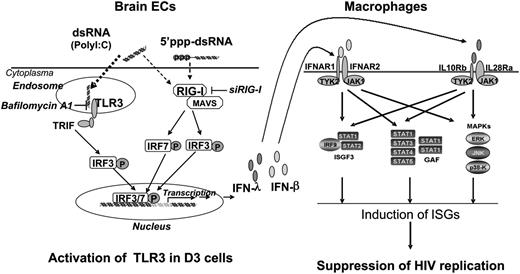 Figure 7. Hypothetic anti-HIV mechanism of TLR3 signaling of ECs. Stimulation of brain ECs with dsRNA activates TLR3 and/or RIG-I pathways, which facilitates phosphorylation and translocation of IRF3 and IRF7, initiating the transcription of IFN-β and IFN-λ in the ECs. When released from the ECs, IFN-β and IFN-λ bind to their receptors in macrophages and activate ISGF3, STAT3, and MAPK, inducing anti-HIV ISGs in macrophages. GAF, gamma-interferon activation factor; JAK1, Janus kinase 1; MAVS, mitochondrial antiviral-signaling protein; P, phosphorylation; TRIF, TIR-domain-containing adapter-inducing interferon-β; TYK2, Tyrosine kinase 2.