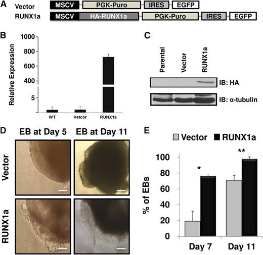 Figure 2. Enforced expression of RUNX1a in hESC (H9) and sequential hematopoietic differentiation through spin EBs. (A) Schematic representation of lentiviral constructs used to express RUNX1a. EGFP, enhanced green fluorescent protein; HA, human influenza hemagglutinin; MSCV, murine stem cell virus; PGK, phosphoglycerate kinase; PURO, puromycin. (B) Expression of transduced RUNX1a in hESC (H9) cells detected by RT-qPCR after lentiviral infection and puromycin selection. GAPDH is used as an internal control. Results from parental cells (WT) that represent endogenous RUNX1a are set as 1. Bar chart represents RUNX1a expression in vector or RUNX1a transduced cells relative to parental cells. Error bars represent SDs of 3 independent experiments. (C) Expression of transduced RUNX1a in hESC (H9) cells detected by western blot using anti-HA antibody after lentiviral infection and puromycin selection. α-Tubulin is used as a loading control. (D) Cell morphologies of sequential EB formation from H9 cells at day 5 and 11 under spin EB differentiation condition. Hemato-endothelial structure could be observed in RUNX1a transduced EBs since day 5 EBs. Scale bars, 50 μm. (E) Percentage of EBs containing typical sac (cystic) structure at spin EB day 7 and 11. Error bars represent SDs of 3 independent experiments. *P = .0158, **P = .0347.