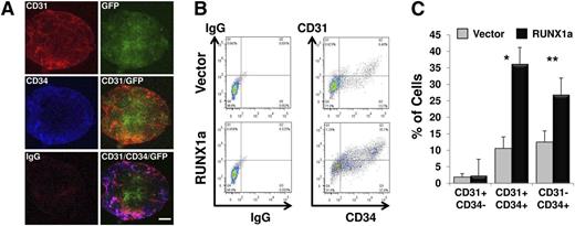 Figure 3. Efficient and enhanced mesoderm and hematopoietic differentiation on RUNX1a overexpression in hESC (H9) cells. (A) Confocal fluorescence images of day 6 EBs derived from RUNX1a-transduced H9 cells show expression of GFP, CD31, and CD34. Scale bars, 200 µm. (B) Representative FACS analysis of CD31/CD34 expression on day 7 EBs derived from vector or RUNX1a transduced H9 cells. (C) Summary of FACS analysis from panel B. Percentages of 3 populations are shown: CD31+CD34−, CD31+CD34+, and CD31−CD34+. Error bars represent SDs of 3 independent experiments.*P = .0001, **P = .02.