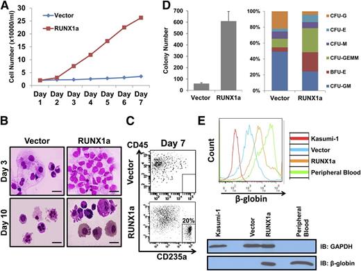 Figure 5. Long-term ex vivo–expanded RUNX1a progenitor cells are capable of differentiating into multiple lineages. (A) Progenitor cells (CD34+CD45+) from vector or RUNX1a-transduced H9 cells are expanded ex vivo for 7 days in liquid culture. Cell numbers are monitored every day. (B) Wright-Giemsa staining of 3- or 10-day ex vivo–expanded progenitor cells from vector or RUNX1a-transduced H9 cells. Scale bar, 50 μm. (C) Representative FACS analysis of CD235a/CD45 expression on ex vivo–expanded progenitor CD34+CD45+ cells from vector or RUNX1a-transduced H9 cells in liquid culture. (D) CFU assay on progenitor cells from vector or RUNX1a-transduced H9 cells. (Left) Numbers of colonies formed from 10 000 cells. (Right) Scoring of CFUs reveals differences in CFU subtypes. BFU, burst-forming unit; E, erythroid; G, granulocyte; GEMM, granulocyte, erythrocyte, monocyte, megakaryocyte; GM, granulocyte-macrophage; M, macrophage. (E) Expression of β-globin is detected in HPCs differentiated from RUNX1a EBs after 14-day expansion by FACS analysis or western blot. Kasumi-1 is used as a negative control. Peripheral blood is used as a positive control. GAPDH is used in western blot as a loading control.