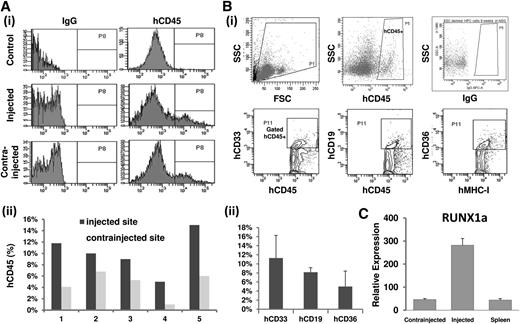 Figure 7. Reconstitution of NSG mice engraftment. Approximately 1.5 × 105 to 3 × 105 RUNX1a progenitor cells (CD34+CD45+) were injected into the femur of irradiated NSG mice (n = 15). (Ai) Representative histogram analysis of human CD45 (hCD45) expression in recipient mice 9 weeks after transplantation. (Aii) Comparative analysis of hCD45 expression level as human chimerism in injected femur and contralateral femur in recipient mice (n = 5). (B) hCD45+ cells in recipient bone marrow 9 weeks after transplantation were measured and analyzed by flow cytometry. hCD45+ cells were further gated and analyzed for myeloid (hCD33+) and B-lymphoid (hCD19+) populations. MHC-I+ was gated for erythroid cells (CD36+) compositions. (Bi) Representative results from FACS analysis. (Bii) Summary of FACS analysis on 5 surviving recipient mice. (C) Representative RT-qPCR analysis of human RUNX1a in bone marrow of recipient mice after 6 weeks of survival.