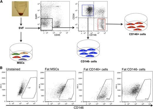 Figure 2. Isolation and culture of MSCs and stromal subsets from lipoaspirate. (A) SVF was obtained from human lipoaspirate specimens (n = 4 donors). An aliquot of SVF was directly seeded in tissue-culture plates for the isolation of conventional MSCs by plastic adherence. Another aliquot of SVF was processed for FACS sorting of DAPI−CD45−CD34−CD146+ perivascular cells and DAPI−CD45−CD34+CD146− cells. (B) FACS analysis of cultured fat-derived MSCs, CD146+ perivascular cells, and CD146− cells. After 9 passages in culture, MSCs retain a low percentage of CD146+ cells, while purified CD146+ perivascular cells and CD146− cells retain a stable phenotype homogeneously positive and negative for CD146, respectively.