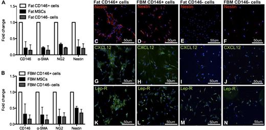 Figure 3. Cultured CD146+ perivascular cells express markers of hematopoietic perivascular niche cells. (A-B) Ex vivo–expanded CD146+ perivascular cells purified from fat and FBM similarly express higher levels of mRNA of perivascular cell markers when compared with MSCs and CD146− cells (n = 2 donors for each tissue). (C-N) Fat and FBM-derived CD146+ perivascular cells similarly and almost exclusively express (C-F) nestin and (G-J) CXCL12 in culture compared with CD146− cells. (K-N) No difference in Lep-R expression was observed between CD146+ and CD146− cells from either fat and FBM (original magnification, ×20). mRNA, messenger RNA.