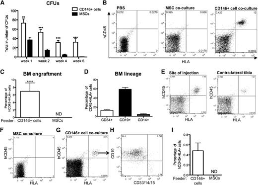 Figure 5. CD146+ perivascular cells but not MSCs sustain functional HSPCs with engraftment potential and self-renewal ability. (A) CFU assay revealed significantly higher number of CFUs in CD146+ cell cocultures after 1, 2, 4, and 6 weeks of coculture as compared with MSC cocultures (n = 3 independent experiments, each experiment was performed in triplicate; *P < .05, ***P < .001). (B) Representative flow cytometry analysis for the detection of human CD45+HLA+ cells in bone marrow of NSG mice 6 weeks posttransplantation with phosphate-buffered saline, or with the same number of CD45+ cells (105) harvested after 2 weeks of CB CD34+ cell coculture with MSCs or CD146+ cells. (C) All mice injected with CD45+ cells obtained from CD146+ cell cocultures showed human engraftment whereas no engraftment was ever detected (ND) in mice that received MSC cocultures (n = 3 independent experiments, n = 11 mice per group; ***P < .0001). (D) Frequency of CD34+ progenitors, CD19+ lymphoid, and CD14+ myeloid cells within the CD45+HLA+ population of cells in the bone marrow of chimeric mice. (E) Human CD45+HLA+ hematopoietic cells were also detected 6 weeks posttransplantation in the contralateral tibia of mice injected with HSPCs cocultured with CD146+ perivascular cells. (F-I) Representative flow cytometry analysis of secondary host bone marrow. (F) Bone marrow from primary hosts transplanted with MSC coculture was injected in secondary hosts as a negative control. (G) Human engraftment was observed 4 weeks after secondary transplantation of bone marrow from chimeric mice transplanted with CD146+ cell coculture (n = 3 engrafted mice of 4). (H) Both CD19+ lymphoid and CD33/CD14/CD15+ myeloid cells were detectable within the human CD45+ engrafted hematopoietic cells in secondary hosts. (I) Quantification of the level of chimerism in secondary mice. All data are presented as mean ± SEM.