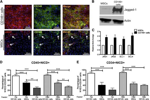 Figure 6. CD146+ perivascular cells induce Notch activation in hematopoietic cells. (A) Immunocytochemical staining for Jagged-1 (JAG1, red), CD146 (green) and nuclei (DAPI, blue) performed on fat-derived CD146+ perivascular cells and MSCs (original magnification, ×20). White arrows indicate clusters of cells within the MSC that coexpress JAG1 and CD146. (B) Western blot analysis showing significantly higher expression of Jagged-1 in CD146+ perivascular cells compared with MSCs derived from fat. (C) qPCR analysis revealed that fat-derived MSCs and CD146+ perivascular cells express multiple Notch ligands. (D-E) Quantification of (D) CD45+ and (E) CD34+ hematopoietic and progenitor cells with activated Notch pathway (CD45+NICD+) after 1 week of coculture with fat or FBM-derived CD146+ perivascular cells, MSCs, and CD146− cells (n = 3 independent experiments, n = 40 random fields analyzed; ***P < .0001). Data are presented as mean ± SEM.