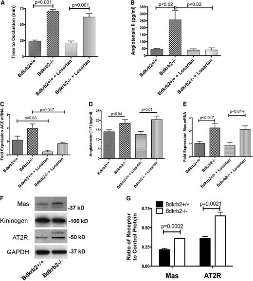 Figure 1. Characterization of Mas receptor in the Bdkrb2−/− mice. (A) The influence of losartan on the thrombosis time in the carotid artery Rose Bengal model in Bdkrb2−/− mice. Untreated (n = 10) or losartan-treated (10 mg/kg per day in drinking water) (n = 5) Bdkrb2+/+ or untreated (n = 10) or losartan-treated (n = 5) Bdkrb2−/− mice were compared on the Rose Bengal assay for carotid artery thrombosis. In all panels, the values shown are mean ± SEM. (B) AngII levels in untreated Bdkrb2+/+ (n = 4) and Bdkrb2−/− (n = 5) or losartan-treated Bdkrb2+/+ (n = 5) and Bdkrb2−/− (n = 4). (C) ACE mRNA levels in untreated or losartan-treated Bdkrb2+/+ and Bdkrb2−/− (n = 4 in each group). (D) Ang-(1-7) concentration in Bdkrb2+/+, Bdkrb2−/−, losartan-treated Bdkrb2+/+, and losartan-treated Bdkrb2−/− (n > 8 in each group). (E) Mas mRNA levels in untreated or losartan-treated Bdkrb2+/+ and Bdkrb2−/− (n = 4 in each group). (F) Immunoblots for renal Mas and AT2R. Kidney lysates from Bdkrb2+/+ and Bdkrb2−/− with equal total protein amounts were immunoblotted with antibody to Mas, kininogen, AT2R, or glyceraldehyde-3-phosphate dehydrogenase (GAPDH), respectively. Kininogen serves as the loading control for Mas because Mas and GAPDH migrate to the same position on the SDS-PAGE. The figure is a representative gel of 4 individual studies of 4 pairs of different renal lysates. (G) Ratio of receptor Mas or AT2R to loading control, respectively, in renal lysate (n = 4 in each group). All data shown are the mean ± SEM. (A–E) Analyzed by 1-way analysis of variance with a Bonferroni correction and were found to be significantly different. P values shown represent an analysis of difference between 2 groups.