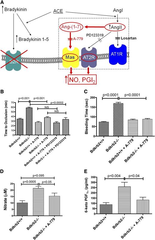 Figure 2. The influence of the receptor Mas on thrombosis risk in Bdkrb2−/− mice. (A) Proposed mechanism by which elevation of AngII leads to thromboprotection in Bdkrb2−/− mice. In the absence of the bradykinin B2 receptor, bradykinin is elevated (unpublished data). Increased bradykinin stimulates ACE to degrade it to bradykinin 1-5, which has been demonstrated to be increased in Bdkrb2−/− mice.3 ACE also converts angiotensin I to elevate AngII, which also has been demonstrated in Bdkrb2−/− mice (Figure 1B).3 AngII stimulates an overexpressed AT2R (Figure 1F-G) to produce increased NO and prostacyclin providing thromboprotection.3 The AT2R is blocked by its antagonist PD123319.3 In the present report, we also demonstrate that some AngII is metabolized to Ang-(1-7) (Figure 1D). Plasma Ang-(1-7) levels remain at a higher baseline level in Bdkrb2−/− mice even when losartan lowers AngII levels (Figure 1B-D). Ang-(1-7) binding to its receptor Mas, a G protein–coupled receptor, also stimulates NO and/or prostacyclin production.11,12 In the present report, we propose that blockade of Mas alone with its antagonist A-779 is sufficient to correct the thrombosis protection in Bdkrb2−/− mice and long bleeding time in these animals by reducing NO and prostacyclin elevation. This effect is similar to our previous report in which interruption of only the AT2R by PD123319 corrected their thrombosis protection.3 (B) The influence of the Mas antagonist A-779 on time to thrombosis. Wild-type mice (n = 5) were untreated or treated with A-779 or A-779 and PD123319; Bdkrb2−/− mice were untreated (n = 4) or treated with A-779 or A-779 and PD123319 (n = 6) and the time to carotid artery thrombosis was determined on the Rose Bengal assay. (C) The tail bleeding time was determined in wild-type and Bdkrb2−/− mice untreated or treated with A-779 (n = 6 in each group). (D) Determination of plasma nitrate. Plasma was collected from wild-type (n = 6), Bdkrb2−/− (n = 6), and Bdkrb2−/− treated with A-779 (n = 5). (E) Determination of plasma 6-keto-PGF1α. Plasma was collected from wild-type (n = 6), Bdkrb2−/− (n = 6), and Bdkrb2−/− treated with A-779 (n = 5). (B–E) Analyzed by 1-way analysis of variance show differences among groups. The values shown are mean ± SEM. P values shown represent an analysis of difference between 2 groups.