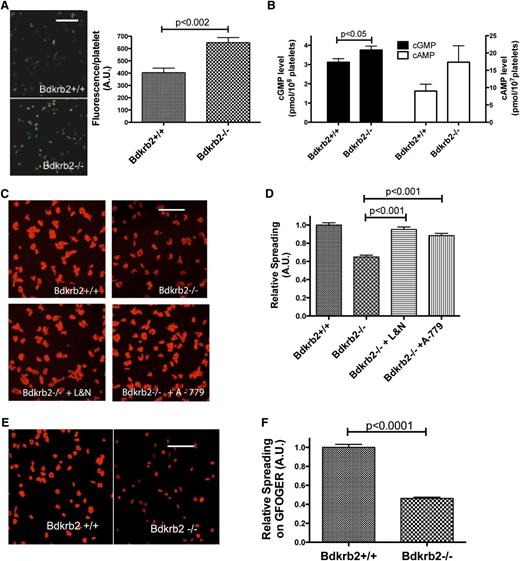 Figure 3. Characterization of Bdkrb2−/− platelets. (A) Wild-type and Bdkrb2−/− platelet fluorescence with the NO marker DAF-FM (n = 4 samples in each group). The white line is a 20-μm marker. (B) cGMP (left) (n = 6 in each group) and cAMP (right) (n = 12 in each group) in resting wild-type or Bdkrb2−/− platelets. (C) Platelet spreading on collagen by phalloidin staining of cytoskeletal actin from wild-type, Bdkrb2−/− alone, or Bdkrb2−/− treated in vivo with combined L-NAME and nimesulide (L&N) or A-779. (D) The quantification of the data in (C), n ≥ 13 random fields in each group from 3 independent experiments on multiple days. (E) Bdkrb2+/+ or Bdkrb2−/− platelet spreading on the peptide GFOGER. (F) Quantification of the data from (E) (n ≥ 12 random fields from 2 independent experiments). The white line in (C) and (E) is a 5-μm marker. A.U., arbitrary units.