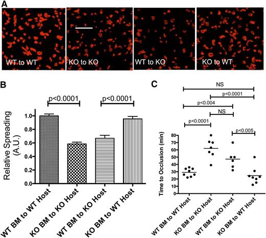 Figure 5. Bone marrow transplantation experiments. (A) Representative slides of platelet spreading on collagen after phalloidin staining of cytoskeletal actin from mice that had Bdkrb2+/+ bone marrow transplanted in Bdkrb2+/+ hosts (WT to WT), Bdkrb2−/− bone marrow transplanted in Bdkrb2−/− hosts (KO to KO), Bdkrb2+/+ bone marrow transplanted in Bdkrb2−/− hosts (WT to KO), or Bdkrb2−/− bone marrow transplanted in Bdkrb2+/+ hosts (KO to WT). The white line is a 5-μm marker. (B) Quantification of spreading among the 4 groups of transplanted mice described in (A). Data were quantified from 4 separate experiments on multiple days including 1 or 2 transplanted mice per experiment (n ≥ 20 random fields). (C) The time to carotid artery thrombosis was determined in the 4 groups of transplanted mice characterized in (A). Each dot represents a single transplanted animal. The horizontal bar in each group represents the mean of the group. (B-C) Data are analyzed by 1-way analysis of variance and found to be significant between host WT and KO. Comparisons between 2 groups are indicated. A.U., arbitrary units; KO, knockout; WT, wild-type.