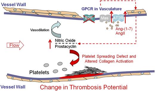 Figure 6. Mechanism for thromboprotection in Bdkrb2−/− mice. In the absence of B2R, AngII and Ang-(1-7) are elevated in plasma (Figure 1D).3 Ang-(1-7) is the ACE2 breakdown product of AngII. AngII and Ang-(1-7) interact with overexpressed AT2R and Mas receptors, respectively, to increase intravascular NO and prostacyclin. Elevation of plasma prostacyclin and NO influences vascular function, reduces platelet sensitivity to collagen-like agonists, CRP or convulxin, with reduced GPVI activation, and induces a platelet spreading defect on collagen, GFOGER, and fibrinogen. These latter effects on platelets produce a long bleeding time and contribute to the delayed thrombosis in Bdkrb2−/− mice. Interference with AT2R,3 Mas (present report), or combined NO and prostacyclin production (3, present study) normalizes arterial thrombosis potential in Bdkrb2−/− mice. These studies indicate in part how prostacyclin and NO regulates arterial thrombosis risk.