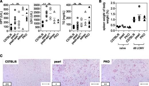 Figure 2. Liver disease and histopathological alterations in pearl mice undergoing LCMV-induced HLH. C57BL/6, pearl, pearl-ash+/−, ashen, and PKO mice were infected with LCMV-WE and 8 days later, serum levels of (A) GPT, LDH, and triglycerides (TG) were determined. (B) Splenomegaly was analyzed by calculating spleen weight in percent of body weight. (C) Representative liver sections stained with anti-F4/80 (original magnification, 10×) obtained at day 8 after infection. Lower left inset: semiquantitative analysis of hemophagocyting macrophages as assessed in 10 high-power visual fields (40×) per mouse. (+) indicates rare; +, few; and ++, frequent. Scale bars represent 100 µm. n.s. indicates not significant (P > .05); *P < .05; **P < .01.