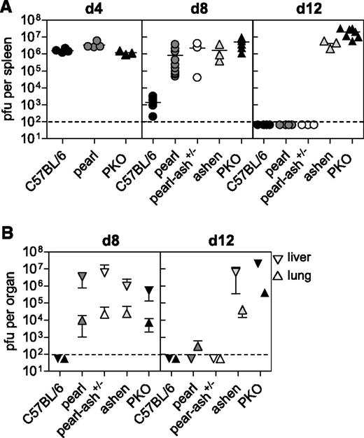 Figure 4. Pearl mice show a delay in virus control. C57BL/6, pearl, pearl-ash+/−, ashen, and PKO mice were infected with 200 pfu of LCMV-WE and (A) virus titer in spleens were determined on days 4, 8, and 12 after infection. (B) Days 8 and 12 virus titers are shown for lung and liver. The means and the SDs are indicated. Graphs show pooled data of 2 independent experiments with 3-4 mice per group. For ashen mice data of 3 mice obtained in 2 different experiments are shown. The dashed lines indicate the detection limit.
