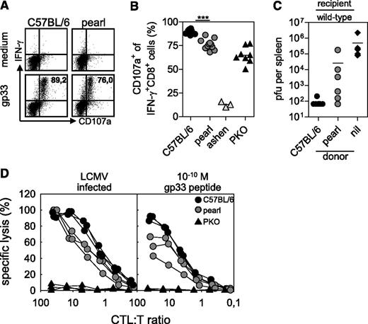 Figure 5. CTL of pearl mice are impaired in degranulation and cytotoxicity. CTL from C57BL/6, pearl, ashen, and PKO mice were analyzed 8 days after infection with 200 pfu of LCMV-WE. Degranulation of LCMV-specific CTL was analyzed after in vitro restimulation with the gp33 peptide. (A) Representative fluorescence-activated cell-sorting plots gated on CD3+CD8+ lymphocytes are shown. Numbers indicate the percentage of CD107a+ cells among gp33-specific IFN-γ+ CTL. (B) Frequencies of CD107a+ cells of IFN-γ+CD8+ T cells were analyzed. Pooled data from 3 independent experiments are shown. ***P < .001 (C) Wild-type mice were infected with 104 pfu LCMV. Then, 10 hours later they were adoptively transfused with 2 × 106 isolated day 8 splenic CTL of either wild-type or pearl mice and after additional 18-hour splenic virus titers were analyzed. Pooled data from 2 independent experiments with 3-4 mice per group are shown. The dashed line indicates the detection limit. Nil indicates without transfer. (D) Ex vivo cytotoxicity was tested in a 5-hour 51chromiumrelease assay on either LCMV-infected MC57 target cells (left) or gp33 peptide-loaded EL-4 target cells (right). Results from 1 of 2 independent experiments with 3 mice per group are shown.