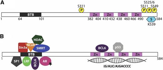 Figure 1. LRF protein structure, modifications, and interactions. (A) LRF protein domains and posttranslational modifications. (B) LRF protein interactions.
