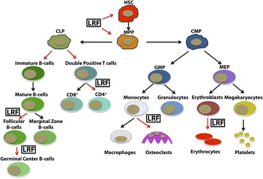 Figure 2. LRF in the hematopoietic cell lineages. LRF regulates hematopoiesis by playing specific roles in different cell lineages.
