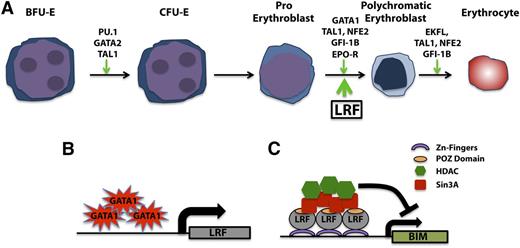 Figure 3. LRF in the erythrocytes lineage. (A) LRF promotes erythrocyte differentiation. (B) GATA1-dependent LRF upregulation drives a potent antiapoptotic activity during the late stage of erythroblast differentiation through (C) BIM transcriptional repression.
