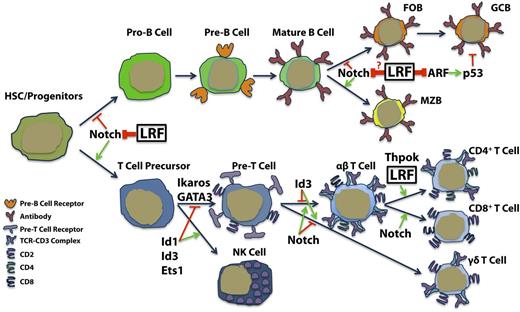 Figure 4. LRF roles in lymphoid differentiation. LRF promotes B-cell lineage by repressing Notch activity in early lymphoid precursors, whereas LRF regulates mature B-cell lineage fate and GC formation through distinct mechanisms.