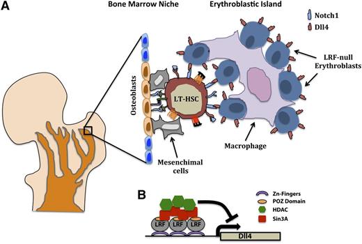 Figure 5. Cell nonautonomous function of LRF in LT-HSCs differentiation. (A) Cell nonautonomous inhibition of the Notch pathway and block of LT-HSCs differentiation through (B) LRF-dependent downregulation of Dll4 in the erythroblastic islands.