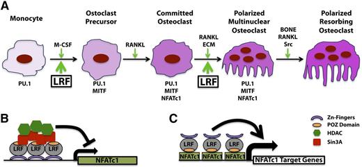 Figure 6. LRF role in osteoclastogenesis. (A-B) LRF transcriptional inhibition of Nfatc1 during the early stage of osteoclast differentiation. (A-C) LRF is an essential cofactor for NFATc1 transcriptional activity during osteoclast terminal differentiation.