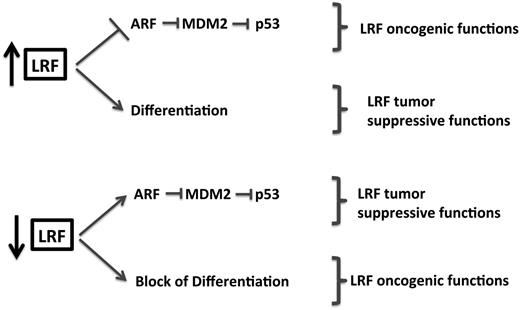 Figure 7. LRF in tumorigenesis. Examples of context-dependent and dose-dependent oncogenic or oncosuppressive functions of LRF.
