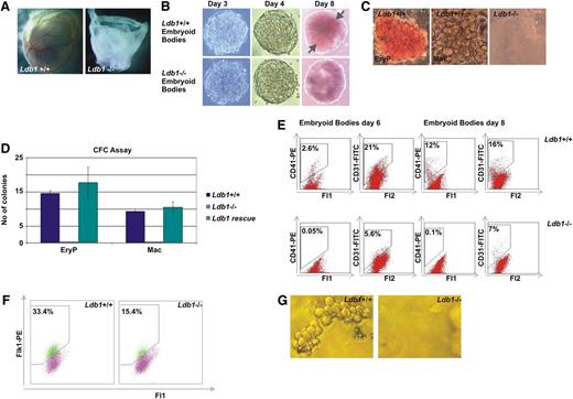 Figure 1. Ldb1 deletion leads to defects in primitive hematopoiesis and hemangioblast development. (A) At 9.5 dpc, blood and a vascular network in the Ldb1−/− embryo yolk-sac is completely absent. (B) Ldb1+/+ and Ldb1−/− ES cells were differentiated into EBs. After 3 and 4 days, Ldb1+/+ and Ldb1−/− EBs look similar. After 8 days, Ldb1−/− EBs lack erythroid clusters (gray arrows). (C) CFC assay with cell suspensions from Ldb1+/+ and Ldb1−/− day 6 EBs. Primitive erythroid and macrophage colonies were able to grow from Ldb1+/+ but not Ldb1−/− cultures. (D) CFC assay with cell suspensions from Ldb1+/+ and Ldb1−/− day 6 EBs as well as Ldb1−/− EBs at day 6 expressing exogenous Ldb1. The colonies that formed were counted as primitive erythroid or macrophage colonies according to morphology and color. The figure shows that although Ldb1 absence impairs the formation of primitive erythroid and macrophage colonies, this phenotype can be rescued with Ldb1 expression. (E) FACS analysis of day 6 and day 8 Ldb1+/+ and Ldb1−/− EBs. CD41+ primitive erythroid progenitors are not present in the Ldb1−/− EBs that contain less than half the number of CD31+ endothelial cells compared with the Ldb1+/+ EBs. Cell suspensions were stained with either CD41-PE or CD31-FITC. CD41-PE+ cells were detected through the Fl2 channel and CD31-FITC+ cells were detected through the Fl1 channel. (F) FACS analysis of day 4 EBs. Ldb1−/− EBs contain approximately 50% fewer Flk1+ BL-CFCs than Ldb1+/+ EBs. (G) Ldb1+/+ Flk1+ BL-CFCs give fully-grown blast colonies but Ldb1−/− Flk1+ BL-CFCs do not.