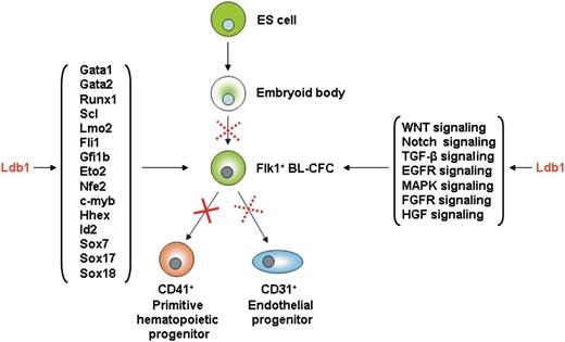 Figure 6. Speculative model of Ldb1 function in hemangioblast cells. Schematic representation of Ldb1 functions in the hemangioblast based on whole-genome and transcriptome analyses, revealing Ldb1 involvement in the regulation of key hematopoietic gene expression and essential developmental signaling pathways.