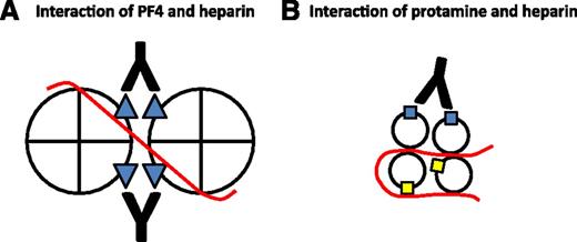 Potential role of heparin in the immune responses to PF4 and protamine. Heparin (red line) binds to PF4 and neutralizes cationic charge repulsion between tetramers, forming oligomeric complexes (shown here as a dimer for simplicity) that approximate anti-PF4/heparin (HIT antibody) binding sites (blue triangles). Close apposition of epitopes allows a single antibody to bind adjacent tetramers, thereby increasing antibody avidity (A). Heparin may also oligomerize protamine and approximate some immunogenic epitopes (blue squares) while obscuring others (yellow squares) from antibody binding (B). Panel A is adapted from Sachais et al, Blood. 2012; 120(5):1137-1142.10