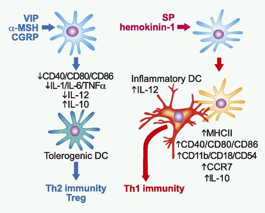 Opposing impacts of anti-inflammatory vs proinflammatory neuropeptides on DCs. VIP, α-MSH, and CGRP downregulate expression of costimulatory molecules and production of inflammatory cytokines and IL-12 by DCs, whereas augmenting their production of IL-10. The resulting tolerogenic DCs, in turn, induce immunologic tolerance by favoring Th2-biased immunity and promoting Treg generation. By contrast, SP and hemokinin-1 elevate expression of MHC class II molecule, costimulatory molecules, adhesion molecules, and CCR7 on DCs. Not only do the DCs stimulated with NK1R agonists migrate to draining lymph nodes (LNs), but they also induce recruitment of Ly6C+ inflammatory DCs to the same LNs, where they physically interact with and trigger IL-12 production by inflammatory DCs. Thus, NKR1 agonists promote Th1-polarized immunity through indirectly activating inflammatory DCs. Professional illustration by Paulette Dennis.