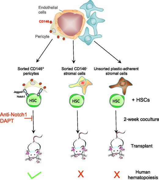 Human adipose or fetal bone marrow. CD146+ pericytes from human adipose and fetal bone marrow support human HSCs in vitro. CD146+ pericytes that ensheath and nurture blood vessels in adipose and fetal bone marrow are sorted as well as CD146− stromal cells. Sorted cells, as well as unfractionated plastic-adherent mesenchymal stromal cells, from these tissues are cocultured with human cord blood CD34+ hematopoietic stem and progenitor cells for 2 weeks, and then transplanted into immunodeficient mice. Only cocultures with CD146+ pericytes generate human HSCs capable of reconstituting human hematopoiesis in mice with long-term self-renewal in serial transplantations. The HSC-supportive effect of pericytes is mediated in part by Jagged expressed on pericytes and Notch1 expressed on HSCs as anti-Notch1 antibodies and the γ-secretase inhibitor DAPT block the supportive effect.