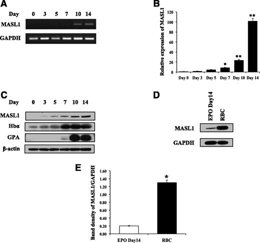 Figure 1. MASL1 expression is upregulated during primary human CD34+ cell erythroid differentiation and is an abundant protein in human red blood cells (RBCs). Human peripheral blood CD34+ cells were expanded for 6 days and were then induced to differentiate by EPO treatment during a 14-day period. (A) MASL1 gene expression was examined in CD34+ cells at day 0, 3, 5, 7, 10, and 14 after EPO treatment by semiquantitative RT-PCR. GAPDH was used as an internal control. (B) Mean relative MASL1 expression levels shown as fold induction compared with levels in CD34+ cells at day 0 by qRT-PCR. Values were normalized to the expression level of the housekeeping gene GAPDH. Error bars represent the SD from 3 individual experiments; *P < .05; **P < .01. (C) Western-blot analysis of protein lysates of EPO-induced CD34+ cells using anti-MASL1, hemoglobin-α, and GPA antibodies. β-actin was used as an internal control. (D) Western-blot analysis of protein lysates prepared from CD34+ cells at day 14 of EPO-induced differentiation (EPO Day 14) and human RBCs. GAPDH was used as an internal control. (E) Mean relative MASL1 protein expression level normalized to GAPDH. Error bars represent the SD from 3 individual experiments; *P < .05.