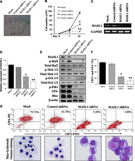 Figure 2. Knockdown of MASL1 reduces erythroid differentiation in human erythroid progenitor CD34+ cells. (A) Cell pellets at day 14 of EPO-induced erythroid differentiation for mock-, control shRNA-, MASL1 siRNA-, or MASL1 shRNA-transfected CD34+ cells. Induced erythroid differentiation is evident by the pink-red cell pellets. (B) Cell counts per mL in culture at day 0, 7, and 14 of EPO-induced erythroid differentiation for mock-, control shRNA-, MASL1 siRNA-, or MASL1 shRNA-transfected CD34+ cells. Error bars represent the SD from 3 individual experiments; *P < .05; **P < .01. (C) Semiquantitative RT-PCR of MASL1 mRNA expression in mock-, control shRNA-, MASL1 siRNA-, or MASL1 shRNA-transfected CD34+ cells at day 14 of EPO-induced differentiation. GAPDH was used as an internal control. (D) qRT-PCR analysis of MASL1 gene expression in mock-, control shRNA-, MASL1 siRNA-, or MASL1 shRNA-transfected CD34+ cells. Mean relative MASL1 expression levels shown as fold induction compared with levels in mock-transfected CD34+ cells at day 14 of EPO-induced differentiation. Values were normalized to the expression level of the housekeeping gene GAPDH. Error bars represent the SD from 3 individual experiments; *P < .05; **P < .01. (E) Western-blot analysis of protein lysates prepared from mock-, control shRNA-, MASL1 siRNA-, or MASL1 shRNA-transfected CD34+ cells at day 14 of EPO-induced differentiation. β-actin was used as an internal control. (F) Flow cytometry analysis of CD71+ and GPA+ expression in mock-, control shRNA-, MASL1 siRNA-, or MASL1 shRNA-transfected CD34+ cells at day 14 of EPO-induced differentiation. Error bars represent the SD from 3 individual experiments; *P < .05; **P < .01. (G) (Top), representative density plots for data presented in F. CD34+ cells were stained with FITC-conjugated anti-CD71 and PE-conjugated anti-GPA monoclonal antibodies. The percent of CD71+ and GPA+ cells is labeled on each density plot. (Bottom), morphology of cells corresponding to flow-cytometric analysis obtained by May-Grünwald-Giemsa staining (original magnification ×20). Results are representative of 3 independent experiments.