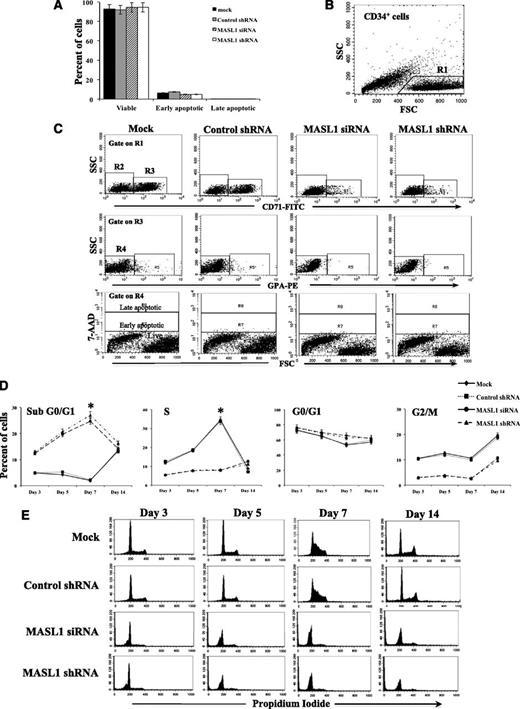Figure 4. MASL1 knockdown in CD34+ cells does not alter cell survival within the CD71+ GPA- subpopulation at day 3 of EPO-induced erythroid differentiation but causes cell-cycle arrest in all CD34+ cells during erythroid differentiation. (A) Mean percentages from flow cytometry analysis of 7-AAD- (viable), 7-AADdim (early apoptotic), and 7-AADbright (late apoptotic) in mock-, control shRNA-, MASL1 siRNA-, or MASL1 shRNA-transfected CD71+GPA- subpopulation cells at day 3 of EPO-induced differentiation. Error bars represent the SD from 3 individual experiments. (B) Scattergram of forward scatter (FSC) vs right-angle side scatter (SSC), to allow gating on CD34+ cells by excluding cell debris (R1). (C) Representative scattergram for mock-, control shRNA-, and MASL1-knockdown CD34+ cells of SSC vs anti-CD71 fluorescence gated on R1 to allow gating on CD71- (R2) or CD71+ (R3). (Middle) representative scattergram for mock-, control shRNA-, and MASL1-knockdown CD34+ cells of SSC vs anti-GPA fluorescence gated on R3 to allow gating on GPA- (R4) or GPA+ (R5) and lower panel is representative scattergram of FSC vs 7-AAD fluorescence gated on R4, showing 7-AADbright (late apoptotic), 7-AADdim (early apoptotic), and 7-AAD- (viable) within CD71+ GPA- cells on day 3 of differentiation. (D) Cell-cycle distribution of mock-, control shRNA-, and MASL1-knockdown CD34+ cells at day 3, 5, 7, and 14 of EPO-induced differentiation analyzed by propidium iodide staining and flow cytometry. The data are expressed as mean percentage of sub G0/G1, G0/G1, S, and G2/M phase cells. Error bars represent the SD from 3 independent experiments; *P < .05. (E) Representative histogram for data presented in D.