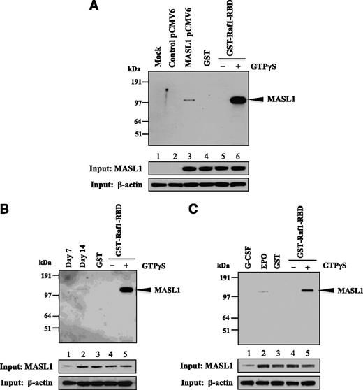 Figure 5. MASL1 physically interacts with Raf1. (A) 239T cells were transfected with myc-DDK-tagged MASL1-pCMV6-Entry plasmid and collected for protein lysates 48 hours after transfection. The protein lysates were subjected to pull-down with GST-Raf1-RBD coupled to glutathione resin and the bound proteins were analyzed by western blot using anti-MASL1 antibody (top). (Lane 1), mock-transfected 293T cell lysate pulled-down with GST-Raf1-RBD (Mock). (Lane 2), control vector-transfected 293T cell lysate pulled-down with GST-Raf1-RBD (Control pCMV6). (Lane 3), myc-DDK-tagged MASL1-transfected 293T cell lysate pulled-down with GST-Raf1-RBD (MASL1 pCMV6). (Lane 4), GTPγS-treated myc-DDK-tagged MASL1-transfected 293T cell lysate pulled-down with GST alone (negative control) (GST). (Lane 5), GDP-treated myc-DDK-tagged MASL1-transfected 293T cell lysate pull-down (inactivated-MASL1 control). (Lane 6), GTPγS-treated myc-DDK-tagged MASL1-transfected 293T cell lysate pull-down (activated-MASL1 control). (Bottom 2 panels), expression levels of MASL1 and β-actin (as an internal control) in 10% of input samples. (B) CD34+ cells were induced to differentiate by EPO treatment of 14 days. At day 7 (Lane 1) and 14 (Lane 2) of differentiation, protein lysates were subjected to pull-down with GST-Raf1-RBD and then western blot with anti-MASL1 antibody. (Lane 3), EPO-induced CD34+ cells at day 14 of differentiation protein lysate pulled-down with GST alone (negative control). (Lane 4), GDP-treated EPO-induced CD34+ cells at day 14 of differentiation protein lysate pull-down (inactivated-MASL1 control). (Lane 5), GTPγS-treated EPO-induced CD34+ cells at day 14 of differentiation protein lysate pull-down (activated-MASL1 control). (Bottom 2 panels), expression levels of MASL1 and β-actin (as an internal control) in 10% of input samples. (C) CD34+ cells were induced to differentiate by G-CSF (Lane 1) or EPO (Lane 2) treatment of 14 days. The protein lysates were subjected to pull-down with GST-Raf1-RBD and then western blot with anti-MASL1 antibody. (Lane 3), EPO-induced CD34+ cells at day 14 of differentiation protein lysate pulled-down with GST alone (negative control). (Lane 4), GDP-treated EPO-induced CD34+ cells at day 14 of differentiation protein lysate pull-down (inactivated-MASL1 control). (Lane 5), GTPγS-treated EPO-induced CD34+ cells at day 14 of differentiation protein lysate pull-down (activated-MASL1 control). The lower 2 panels show expression levels of MASL1 and β-actin (as an internal control) in 10% of input samples. Minus (−) and Plus (+) indicate the addition of GDP or GTPγS, respectively.