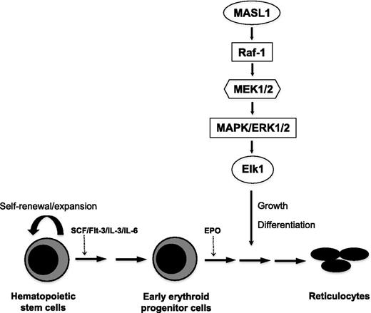 Figure 6. Proposed model for MASL1 involvement in the Raf/MEK/ERK pathway during erythropoiesis. MASL1 induces erythroid differentiation through the Raf/MEK/ERK pathway. EPO, erythropoietin; SCF, stem cell factor.