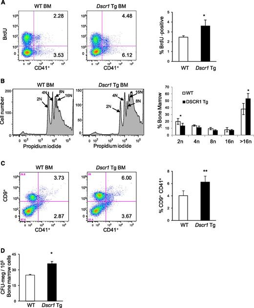 Figure 3. Increased proliferation of megakaryocyte progenitors in Dscr1 transgenic mice. (A) Increased BrdU uptake by CD41+ bone marrow (BM) megakaryocytes from Dscr1 Tg mice as compared with wild-type (WT) littermate controls. Quantification of BrdU-positive CD41+ cells (right); *P < .03 (n = 4). (B) Cellular DNA content was examined in CD41-positive BM-derived megakaryocytes from WT and Dscr1 Tg mice by flow cytometry. WT CD41+ 2N = 36.3% ± 3.4; Dscr1 Tg CD41+ 2N = 49.7% ± 4.7; *P < .03 (n = 7). (C) Increased numbers of megakaryocyte progenitors in the BM of Dscr1 transgenic mice as indicated by flow cytometry of CD9+CD41+ double-positive cells in the BM. Quantification of CD9+CD41+ cells (right); **P < .03 (n = 4). (D) Methylcellulose colony assays of BM cells from WT and Dscr1 Tg mice (n = 8). The numbers of CFU-megakaryocyte colonies are counted after staining with acetylcholinesterase. Results are shown as mean ± SD. *P = .001.