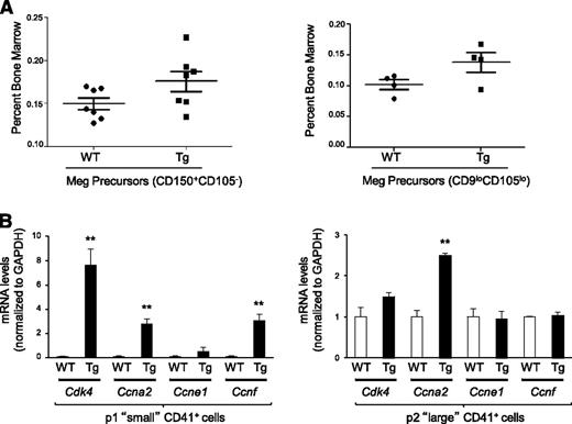 Figure 4. Increased megakaryocyte precursors and increased expression of cell cycle–related genes in megakaryocytes from Dscr1 transgenic mice. (A) Percent of bone marrow cells from wild-type (WT) or Dscr1 Tg mice that are the PreMegE (pre-megakaryocyte/erythrocyte) population identified by either CD150+ and CD105− after gating for Lin-C-kit+Sca1− (left) or by CD105loCD9lo expression (right). (B) Quantitative polymerase chain reaction analysis of the indicated cell-cycle genes in sorted populations of small (P1) (left) and large (P2) (right) CD41+ cells; **P < .03; (n = 3) (gated on the live population by excluding 7AAD positive cells).
