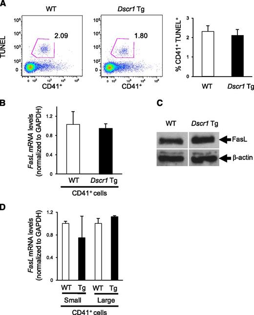 Figure 5. Megakaryocyte apoptosis and Fas ligand expression is unaffected in Dscr1 transgenic mice. (A) Flow cytometry of TUNEL+ CD41+ bone marrow–derived megakaryocytes from wild-type (WT) and Dscr1 Tg mice. Quantification of CD41+TUNEL+ cells (right). (B) Quantitative polymerase chain reaction analysis of Fas ligand mRNA in sorted CD41+ bone marrow cells (n = 3). (C) Western blot analysis of Fas ligand expression in sorted CD41+ bone marrow cells demonstrate no difference in WT vs Dscr1 Tg megakaryocytes. β-actin was probed as a loading control. (D) Quantitative polymerase chain reaction analysis of Fas ligand mRNA in sorted populations of small and large CD41+ bone marrow cells (n = 3).