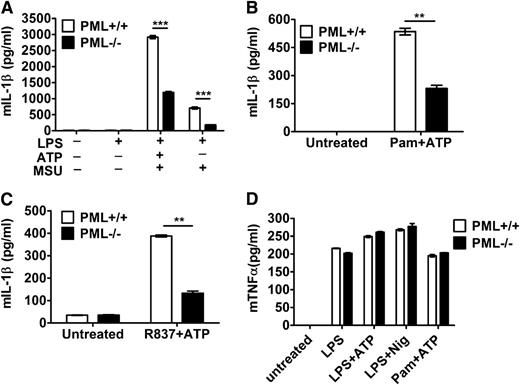 Figure 1. Deficiency in PML impairs IL-1β secretion in macrophages. (A-C) Reduced IL-1β secretion in PML-null macrophages. Bone marrow–derived macrophages (BMDMs) from normal littermate control (Pml+/+) and Pml−/− mice were primed with LPS (0.5 μg/mL) (A), Pam3CSK4 (Pam3, 1 μg/mL) (B), or R837 (15 μg/mL) (C) for 4 hours, followed by incubation with ATP (4 mM) for 40 minutes (A-C), or MSU (150 μg/mL) for 4 hours (A). The secreted IL-1β in the supernatants was determined by ELISA. (D) Normal TNF-α secretion in PML-deficient macrophages. Bone marrow–derived macrophages from wild-type and Pml−/− mice were stimulated with LPS or Pam3CSK4 for 6 hours, followed by ATP or nigericin (Nig, 10 μM), and secreted TNF-α was measured by ELISA. **P < .01; ***P < .001 for paired t-test. Data represent mean values and SD of a specific experiment with triplicate samples. All experiments were repeated 4 times with similar results.