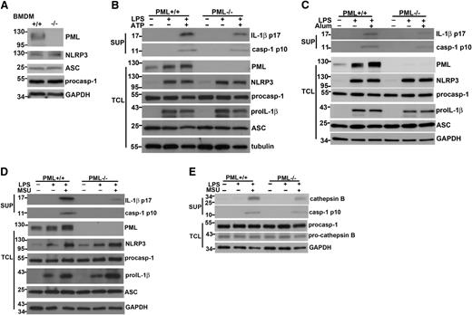 Figure 2. Reduced caspase-1 generation and IL-1β processing in Pml−/− macrophages. (A) PML deficiency did not affect the expression of NLRP3, ASC, and procaspase-1. The expression of PML, NLRP3, ASC, procaspase-1, and GAPDH proteins was determined in BMDMs from Pml+/+ and Pml−/− mice. Numbers to the left indicate molecular weight in kDa. (B-D) PML deficiency decreased active caspase-1 generation and IL-1β processing. Pml+/+ and Pml−/− macrophages were primed with LPS for 4 hours, followed by stimulation with ATP for 40 minutes (B), alum crystal for 4 hours (C), or MSU for 4 hours (D). Culture supernatants and BMDMs were collected before and after LPS activation, or after stimulation with ATP, alum crystal, or MSU. Total cell lysates (TCL) were generated from BMDMs at each stage. Proteins in supernatants (SUP) were precipitated by cold (–20°C) acetone. Both supernatant precipitates and TCL were resolved by SDS-PAGE. The contents of mature IL-1β (p17) and active caspase-1 (p10) in supernatants, and PML, NLRP3, procaspase-1, pro-IL-1β, ASC, and GAPDH in total cell lysates, were assessed by Western blotting. (E) Reduced cathepsin B processing in PML-null macrophages. Pml+/+ and Pml−/− macrophages were primed with LPS, followed by MSU stimulation as in (B). The levels of cathepsin B and active caspase-1 p10 in supernatants, and the contents of procaspase-1 and pro-cathepsin B in total cell lysates were determined. (A-E) Results shown were representative of at least 3 independent experiments.