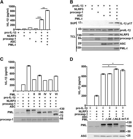 Figure 3. PML enhances the reconstitution of the NLRP3 inflammasome. (A-B) PML-I increased the activation of the NLRP3 inflammasome reconstituted in 293T cells. 293T cells were transfected with 200 ng pro–IL-1β, 25 ng NLRP3, 10 ng procaspase-1, and 20 ng ASC, in addition to 100 ng of PML-I. Forty-eight hours after transfection, culture supernatants were harvested and TCL were isolated. The IL-1β secreted was measured by ELISA (A). The protein levels of pro–IL-1β, NLRP3, procaspase-1, ASC, and PML-I in TCL and p17 IL-1β in the supernatants were determined (B). (C) The function of NLRP3 inflammasome reconstituted in 293T cells was enhanced by PML-II, PML-III, PML-IV, PML-V, or PML-VI. PML-II, PML-III, PML-IV, PML-V, or PML-VI was transfected with NLRP3 inflammasome components as in (A). The transfected PML and procaspase-1 were confirmed by immunoblots and the levels of IL-1β quantified. (D) SUMO mutant, NLS mutant, or truncated PML was as effective as PML-I in promoting NLRP3 inflammasome activation. PML-I, PML-I∆SUMO (∆3K), PML-I∆NLS (K487A, K490A), or PMLex1-4 was introduced into 293T cells with NLRP3 inflammasome components as in (A). The levels of IL-1β were measured. Empty vector (pcDNA4) was included (A,C,D) so that the amount of DNA transfected in each set was equal. All experiments were repeated 3 times and produced similar results. *P < .05; **P < .01; ***P < .001, for paired t-test.